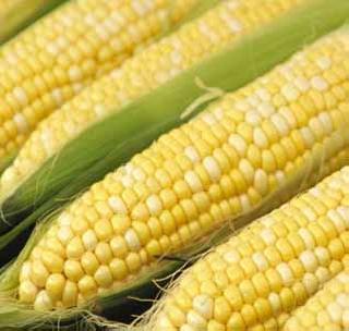 Export of maize decreases | मक्याची निर्यात घटली