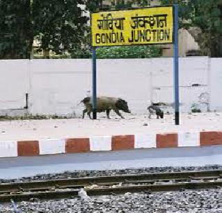 Broadgase work stopped | ब्रॉडगेजचे काम रखडले Broadgase work stopped | ब्रॉडगेजचे काम रखडले