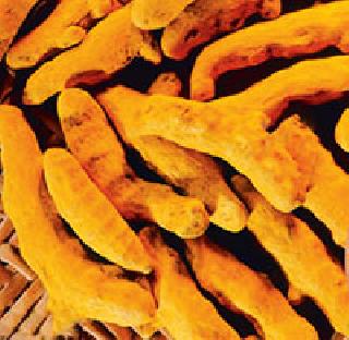 Poor grass on the Ghat | घाटावरची हळद भावामुळे कवडीमोल Poor grass on the Ghat | घाटावरची हळद भावामुळे कवडीमोल