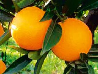 Orange bought the brok with a worthless brother | दलालांनी कवडीमोल भावाने खरेदी केला संत्रा