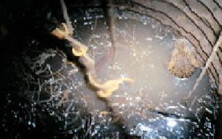 Death for the leopard for 15 hours | बिबट्याची १५ तास मृत्यूशी झुंज Death for the leopard for 15 hours | बिबट्याची १५ तास मृत्यूशी झुंज