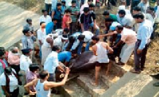 Nilgai's death by falling into the right canal | उजवा कालव्यात पडून निलगाईचा मृत्यू Nilgai's death by falling into the right canal | उजवा कालव्यात पडून निलगाईचा मृत्यू