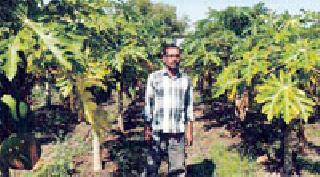 Production of two lakhs in SAVA hectare | सव्वा हेक्टरात दोन लाखांचे उत्पादन Production of two lakhs in SAVA hectare | सव्वा हेक्टरात दोन लाखांचे उत्पादन