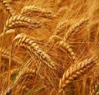 This year, additional wheat is not exported by the government | यंदा अतिरिक्त गव्हाचीही सरकारकडून निर्यात नाही This year, additional wheat is not exported by the government | यंदा अतिरिक्त गव्हाचीही सरकारकडून निर्यात नाही
