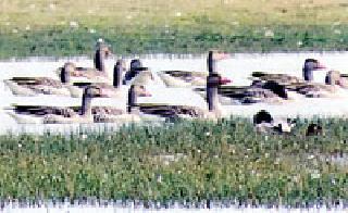 Reservation of foreign birds in Lavi Lake | लावारी तलावात विदेशी पक्ष्यांचा मुक्काम