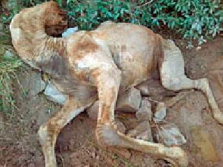 The death of the camel under the bridge | पुलाखाली पडून उंटाचा मृत्यू The death of the camel under the bridge | पुलाखाली पडून उंटाचा मृत्यू