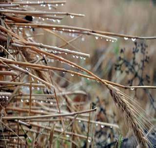 Crop damage due to incessant rains in west bay | पश्‍चिम व-हाडात अवकाळी पावसामुळे पिकांचे नुकसान