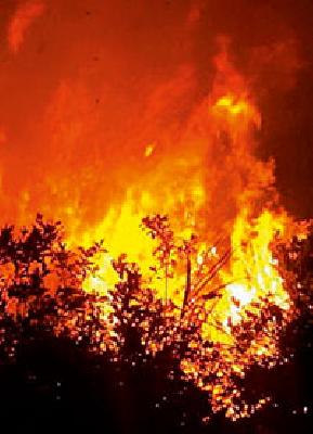 Burned for smuggling | तस्करीसाठी पेटविला जातो जंगलात वणवा Burned for smuggling | तस्करीसाठी पेटविला जातो जंगलात वणवा