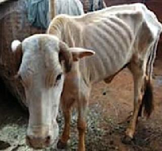 99 percent of the cost | ९९ टक्के खर्चाची नोंद