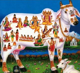 Ban on cow slaughter in Maharashtra - sign of offer by President | महाराष्ट्रात गोवंशहत्या बंदी - राष्ट्रपतींनी केली प्रस्तावावर स्वाक्षरी