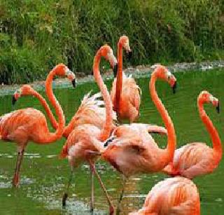 Fleming's spectacular vision! | फ्लेमिंगोंचे विराट दर्शन! Fleming's spectacular vision! | फ्लेमिंगोंचे विराट दर्शन!