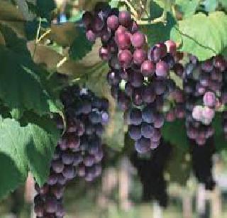 Grapes, pomegranate, wheat loss | द्राक्ष, डाळिंब, गव्हाचे नुकसान