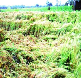 Because of the Assamese crisis, the farmers are ineffective | अस्मानी संकटामुळे शेतकरी हतबल