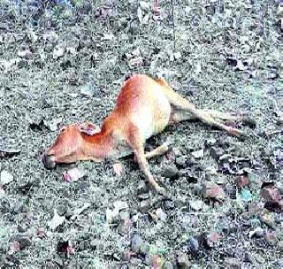 Late rain, 33 deaths in animals | अवकाळी पावसाचा फटका, ३३ जनावरांचा मृत्यू