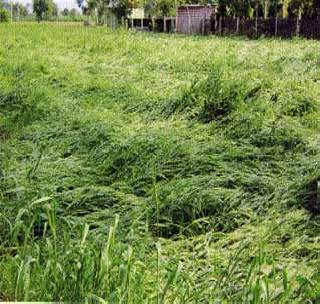Akola district crushed crops! | अकोला जिल्ह्यातील पिके उदध्वस्त!