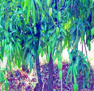 Mango crop! | आंबा पिकावर अवकळा!