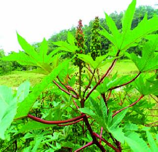 Evergreen 'Holi' to stop? | एरंडाची ‘होळी’ थांबणार कधी ? Evergreen 'Holi' to stop? | एरंडाची ‘होळी’ थांबणार कधी ?