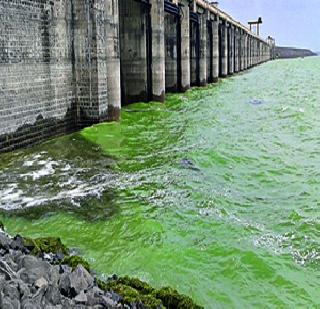 Jaikwadi leaves 86 million liters of chemicals | जायकवाडीत ८६ दशलक्ष लिटर रसायने सोडली Jaikwadi leaves 86 million liters of chemicals | जायकवाडीत ८६ दशलक्ष लिटर रसायने सोडली