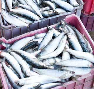 1 crore 10 lakhs of funds for fast fishing | मासळीची जलद वाहतूक करण्यासाठी १ कोटी १0 लाखाचा निधी