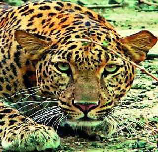 Danger Panic | बिबट्याची दहशत