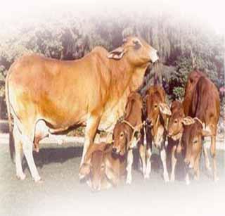 Govans murder was held in Salani yatra | सैलानी यात्रेत गोवंश हत्येला बंदी Govans murder was held in Salani yatra | सैलानी यात्रेत गोवंश हत्येला बंदी