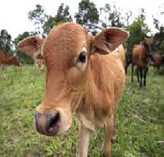 Livestock allocation document | पशुधन वाटप कागदोपत्रीच