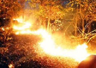 Fire safety in the park | अभयारण्यात आगीचा धोका