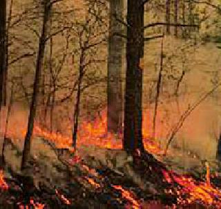 Control at the same time | वणव्यांवर वेळीच आणणार नियंत्रण