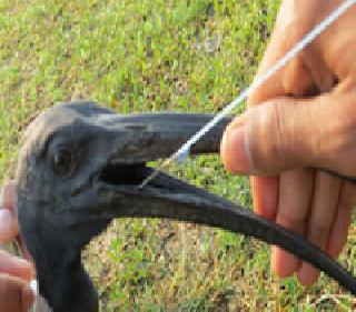 Delivered the death party to humanity | मरणासन्न पक्षाला वाचवून दिला मानवतेचा परिचय