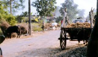 Roads on the road | रस्त्यावर जनावरांचे बस्तान Roads on the road | रस्त्यावर जनावरांचे बस्तान