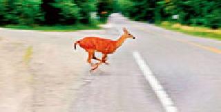 39 passenger deaths in two years | दोन वर्षांत ३९ प्रवाशांचा मृत्यू