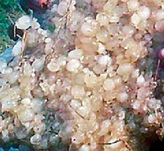 Citrus-shaped slurry on the crater | माळपठारावर लिंबाच्या आकाराच्या गारा