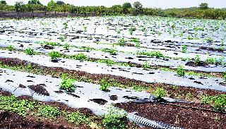 Unexpected rain and hailstorm damage | अवकाळी पाऊस व गारपिटीमुळे नुकसान