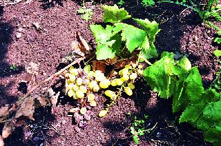 Strong arrival of rare rain accompanied by thunders of lightning | विजांच्या कडकडाटासह अवकाळी पावसाचे जोरदार आगमन Strong arrival of rare rain accompanied by thunders of lightning | विजांच्या कडकडाटासह अवकाळी पावसाचे जोरदार आगमन