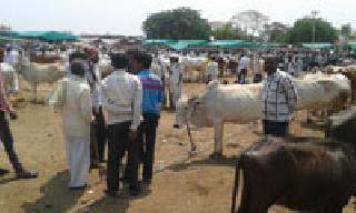 Due to the Badanera cattle market | बडनेऱ्यातील गुरांच्या बाजारावर अवकळा