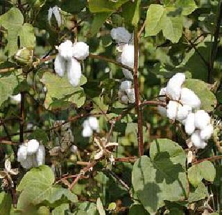 Bt cotton seeds will get only 500 rupees | फक्त ५०० रुपयांत मिळणार बीटी कापूस बियाणे Bt cotton seeds will get only 500 rupees | फक्त ५०० रुपयांत मिळणार बीटी कापूस बियाणे