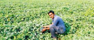 Turbulence farming brought about prosperity | टरबुजाच्या शेतीतून धरली समृद्धीची कास Turbulence farming brought about prosperity | टरबुजाच्या शेतीतून धरली समृद्धीची कास