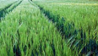 Gray gourd grows wheat flour | हरभऱ्याला फुटले कोंब गहू होतोय काळसर