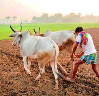 Delicious pumpkin for smallpox farmers! | अल्पभूधारक शेतकऱ्यांसाठी भ्रमाचा भोपळा ! Delicious pumpkin for smallpox farmers! | अल्पभूधारक शेतकऱ्यांसाठी भ्रमाचा भोपळा !