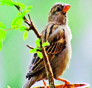 The Lost Shelter Shelter | हरवला चिमण्यांचा निवारा