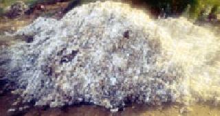 Mutual disposal of wet cotton | ओल्या कापसाची परस्पर विल्हेवाट