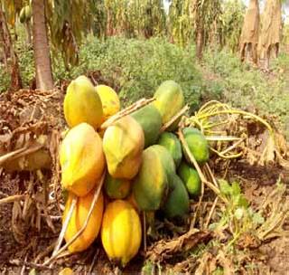 Selling papaya Matimol | पपईची मातीमोल भावात विक्री