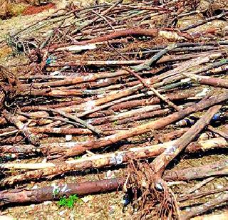 Accused of EchoHome Construction Operator | इकोहोम कन्स्ट्रक्शनच्या संचालकावर आरोप Accused of EchoHome Construction Operator | इकोहोम कन्स्ट्रक्शनच्या संचालकावर आरोप