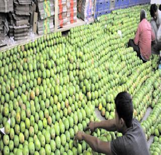 Hypogles are beyond the reach of ordinary people | हापूस सर्वसामान्यांच्या आवाक्याबाहेरच Hypogles are beyond the reach of ordinary people | हापूस सर्वसामान्यांच्या आवाक्याबाहेरच