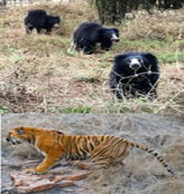 3,447 farmers killed beasts of shaft | ३,४४७ शेतकऱ्यांना बसला श्वापदांचा फटका 3,447 farmers killed beasts of shaft | ३,४४७ शेतकऱ्यांना बसला श्वापदांचा फटका