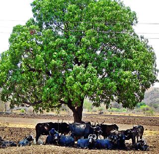 Panamale, pomegranate in the heat of summer | पानमळे, डाळिंबाला उन्हाचा तडाखा