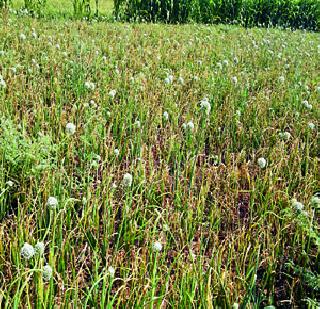 Millions of cheating on onion seeds | कांदा बियाण्यात लाखोंची फसवणूक