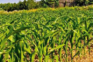 Overcome the summer fertility scarcity | उन्हाळ्यातील वैरण टंचाईवर मात Overcome the summer fertility scarcity | उन्हाळ्यातील वैरण टंचाईवर मात