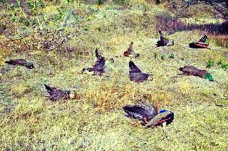 National Bird's Illness: Medical Assistance | राष्ट्रीय पक्ष्याचे दुर्दैव : वैद्यकीय मदत न मिळाल्याचा आरोप