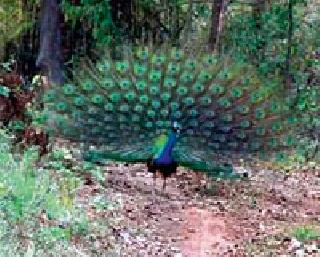 Dance Ray Mora: | नाच रे मोरा :